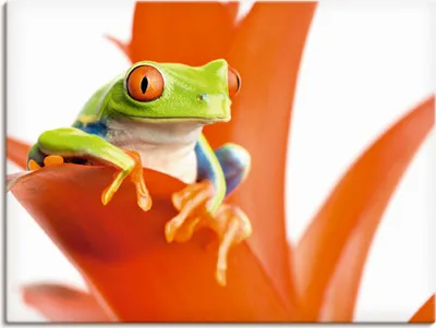 Produktbild von ARTland Leinwandbild Frosch auf seinem Thron Größe: 80x60 cm