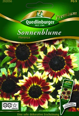 Produktbild von Sonnenblumen, Florenza