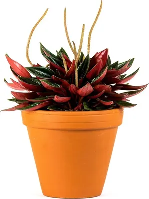 Obrázok produktu pre Gardners Peperomia caperata Červená, priemer 6 cm