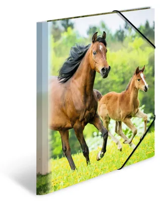 Imagen del producto de HERMA, carpetas de anillas, formato DIN A4, con motivos de caballos, paquete de 3 unidades.