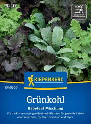 Produktbild von Kiepenkerl Grünkohlsamen Babyleaf 350 Pflanzen