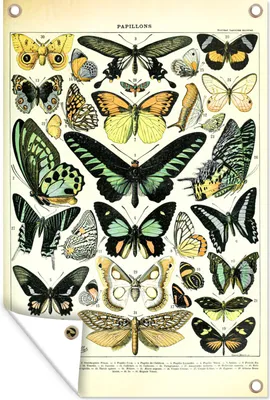Produktbild von MuchoWow® 40x60 cm Outdoor-Poster Gartendeko Sichtschutz Garten Poster für den Garten  Tiere - Schmetterlinge - Grün