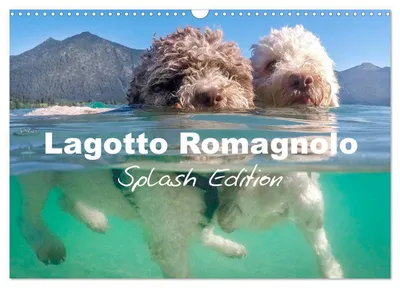 Produktbild von Lagotto Romagnolo, Sonderausgabe (Wandkalender 2027, Format DIN A3, Querformat), CALVENDO, 12-monatiger Wandkalender