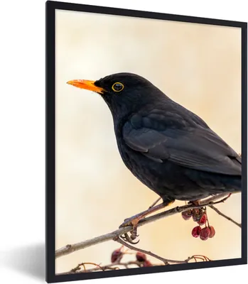Produktbild von MuchoWow® Gerahmtes Poster Amsel - Vogel - Zweige - Beere - Rot 30x40 cm - Poster mit Schwarzem Bilderrahmen Wandposter Rahmen Foto Bilder - Wanddeko - Kunstdrucke
