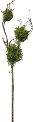 Produktbild von Zweig mit Vogelnestern Kunstpflanze Flora