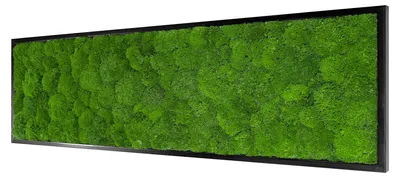 Produktbild von Moosbild Wave Design (140x40, schwarz)