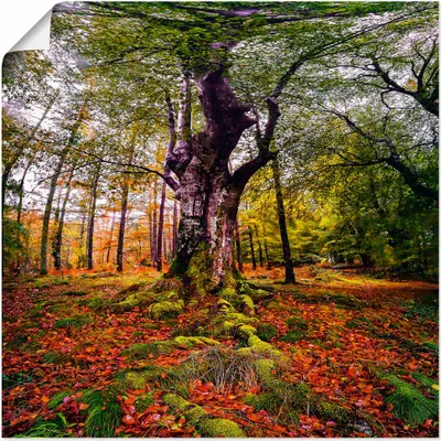 Produktbild von ARTland Poster Baum im Wald Größe: 40x40 cm