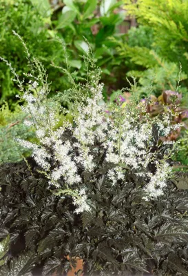 Produktbild von Astilbe simplicifolia 'Praecox Alba', weiß, ca. 9x9 cm Topf