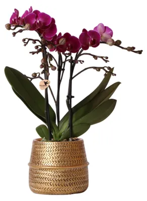 Produktbild von Kolibri Orchids | Lila Phalaenopsis Orchidee - Morelia + Groove Ziertopf gold - Topfgröße Ø9cm - 35cm hoch | blühende Zimmerpflanze - frisch vom Züchter