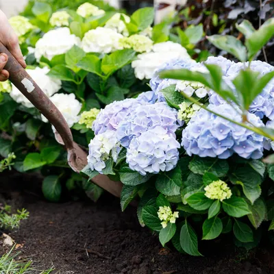 Produktbild von Green boutiQ - Balkonpflanze - Hortensie - Hydrangea Forever & Ever - Blau - 7-12 Blumen - Topf 23cm Höhe 55cm