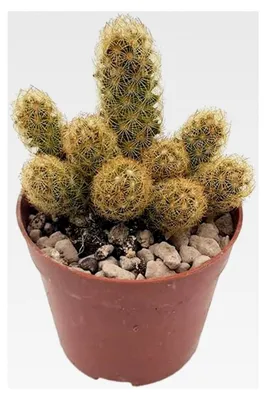 Produktbild von Mammillaria elongata Lemon - exotischer Kaktus – dekorative Zimmerpflanze – pflegeleichte Sukkulente