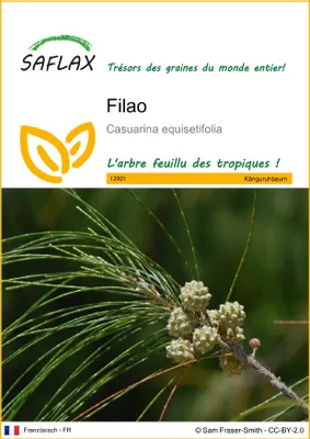 Image de SAFLAX  - Filao - 200 graines - Casuarina