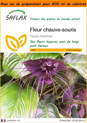 Image de SAFLAX Garden in the bag - Fleur chauve-souris - 10 graines - Tacca