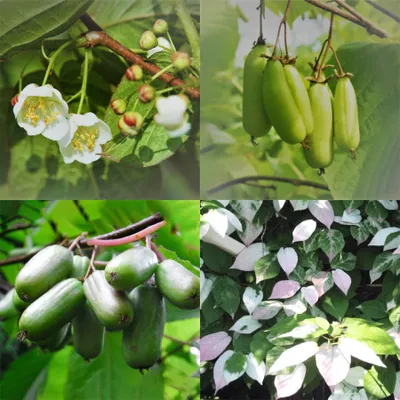 Produktbild von Kiwiri - sibirisches Kiwibeeren Pflanzenpaar (Act. kolomikta)