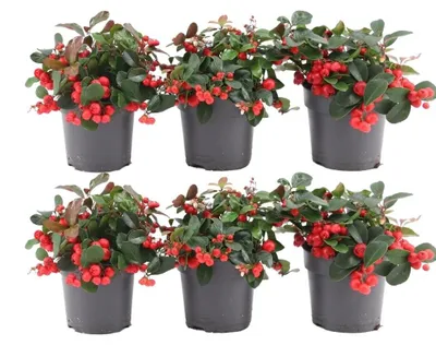 Produktbild von Plants by Frank | 6 Rote Teppichbeere Pflanzen | Gaultheria Procumbens 'Big Berry'| Winterhart | Herbst Pflanzen | Gartenpflanzen