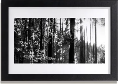 Produktbild von Bild 30x20 MDF-Rahmen Wandkunst Natur Wald Bäume