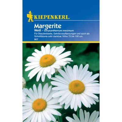 Produktbild von Kiepenkerl Margeritensamen Weiß