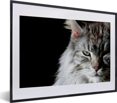 Produktbild von MuchoWow® MuchoWow® Gerahmtes Poster Porträt einer graufarbigen Maine Coon Katze 40x30 cm - Poster mit zchwarzem Bilderrahmen - Bilderrahmen - Poster im Rahmen