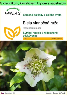 Obrázok produktu pre SAFLAX Garden to go - Biela vianočná ruža - Helleborus niger - 6 Semená - S črepníkom, klimatickým vekom a pestovateľským substrátom