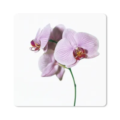 Produktbild von MuchoWow® Mauspad Mousepad Rosa Orchideenblüte 20x20 cm - Mousepads - Maus Mat - Pad - Mausunterlage - Desk Mat - Bureauartikeln
