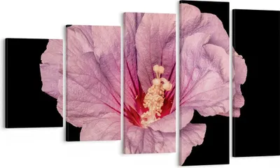 Produktbild von Bild auf Leinwand - Leinwandbild - 5 Teile - Hibiskus Blume Rosa - 100x60cm - Wand Bild - Wanddeko - Wandbilder - Leinwanddruck - Bilder - Wanddekoration - Leinwand bilder - Wandbild - EG100x60-4481