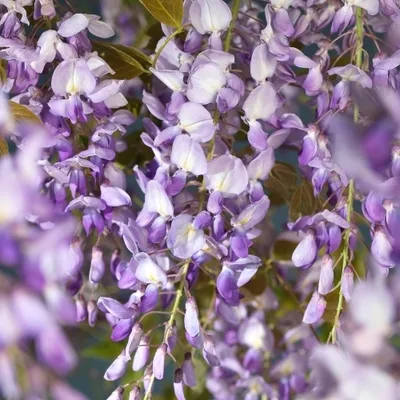 A close-up view of blooming wisteria flowers.