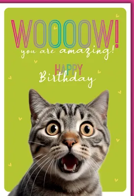 Produktbild von Geburtstag - Karte mit Umschlag - Katze mit WOW!