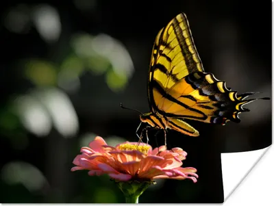Produktbild von MuchoWow® Poster Schmetterling - Botanisch - Blume 160x120 cm - Foto Plakat