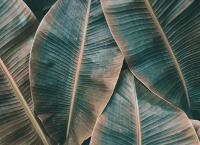 Produktbild von 3D Palmen Tapete in Dunkelgrün | Schlafzimmer und Wohnzimmer Fototapete mit Bananenblättern im Tropical Stil | Vlies Fot