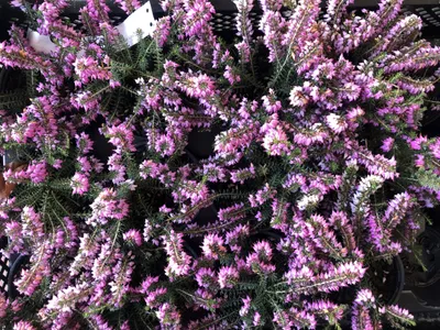 Immagine prodotto di 12 x Erica carnea rosa/rosa - Erica rosa 10-12 cm contenitore 10,5 cm