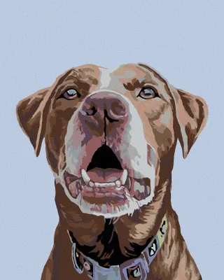 Produktbild von Zuty - Malen nach Zahlen - BRAUNER LABRADOR, 40x50 cm, mit Keilrahmen (bereits gespannt)