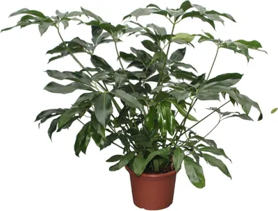 Produktbild von Filodendron Green Wonder Xl - 140 cm - Ø45