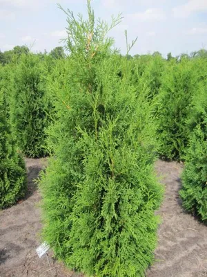 Produktbild von Säulen-Lebensbaum Columna - Thuja occidentalis - 40-60cm