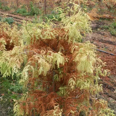 Produktbild von Taxodium distichum Peve Yellow - Gelbnadelige Sumpfzypresse 60-80