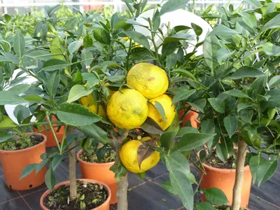 Produktbild von Citrus Yuzu 70 - 80 cm, Zitronenbaum Zitrone, japanische Zitrone, winterhart