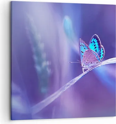 Produktbild von Bild auf Leinwand - Leinwandbild - Schmetterling Natur - 50x50cm - Wand Bild - Wanddeko - Wandbilder - Leinwanddruck - Bilder - Kunstdruck - Wanddekoration - Leinwand bilder - Wandkunst - AC50x50-3879