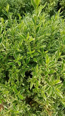 Image de Euonymus japonicus 'Microphyllus Aureovariegatus' / Fusain du Japon