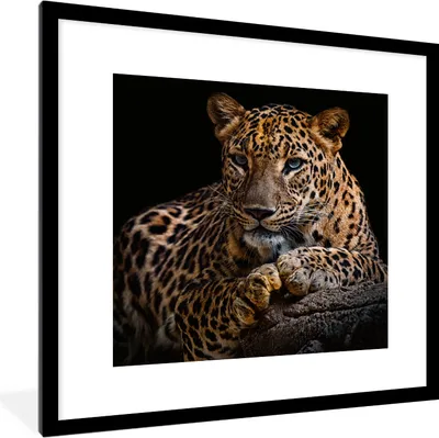 Produktbild von MuchoWow® Gerahmtes Poster Wildtiere - Panther - Porträt - Schwarz - Tiere 40x40 cm - Poster mit Schwarzem Bilderrahmen Wandposter Rahmen Foto Bilder - Poster - Plakat im Rahmen