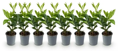 Image de Green boutiQ - Plantes de haie - Prunus laurocerasus Caucasica - feuillage vert - 8 plants - 1 mètre linéaire - à feuillage persistant - pot de 9 cm, hauteur 30-35 cm