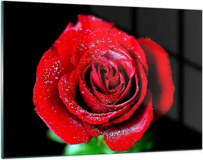 Produktbild von Bilder auf glas - Rose Blume Blütenblätter Wasser - 120x80cm - Glasbilder - Wandbilder - Kunstdruck - zum Aufhängen bereit - Wanddekoration aus Glas - Glas Bilder - Wandbild auf Glas - GAA120x80-0370