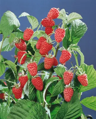 Produktbild von Rubus idaeus 'Schönemann', Himbeere, rot, 40–60 cm
