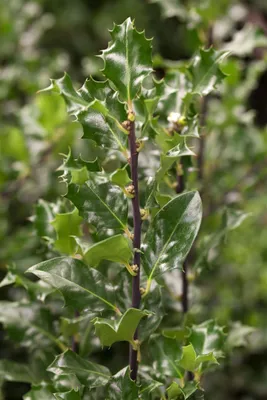 Produktbild von Ilex meserveae 'Blue Angel', Stechpalme, immergrün, 30–40 cm