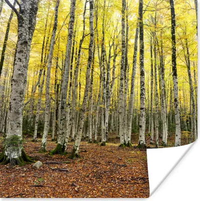 Produktbild von MuchoWow® Poster Wald - Bäume - Gelb 100x100 cm - Babyzimmer