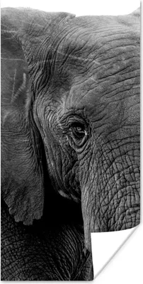 Produktbild von MuchoWow® Poster Nahaufnahme eines Elefanten in der Natur in Schwarz und Weiß 60x120 cm - Wandschmuck