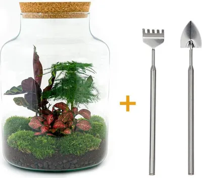 Immagine prodotto di Terrario fai da te - Latteo - ↕ 30 cm