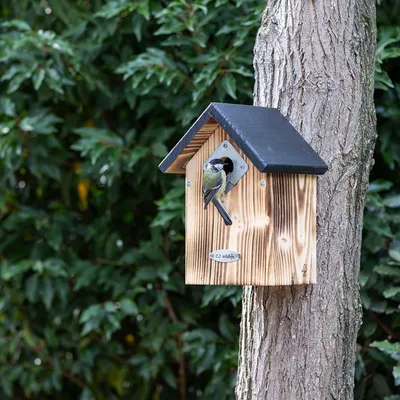Produktbild von CJ Wildlife Nistkasten - 34-mm-Einflugloch -Holz Schwarz/Braun - für Haussperlinge - integrierter Metall-Räuberschutz, belüftet