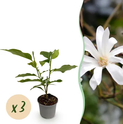 Produktbild von GreenboutiQ - Gartenpflanze - Magnolia stellata - Blüte Weiß - 3 Pflanzen - Laubabwerfend - Wenig Pflege - Topf 12cm Höhe 30cm