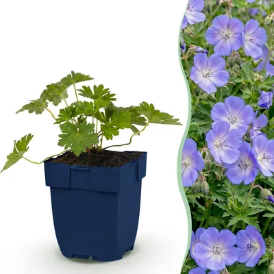 Image de Green boutiQ - Plante vivace - Géranium « Rozanne » - Géranium - Couvre-sol - Bleu - 12 plants - Pot de 11 cm - Hauteur 15-25 cm