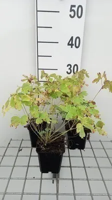 Image de 6 x Aquilegia hybr. 'Heavenly Blue' - Aquilegia - pot 9 x 9 cm