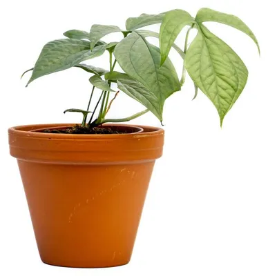Obrázok produktu pre Gardners Monstera Amydrium Medium Silver, priemer 12-14 cm